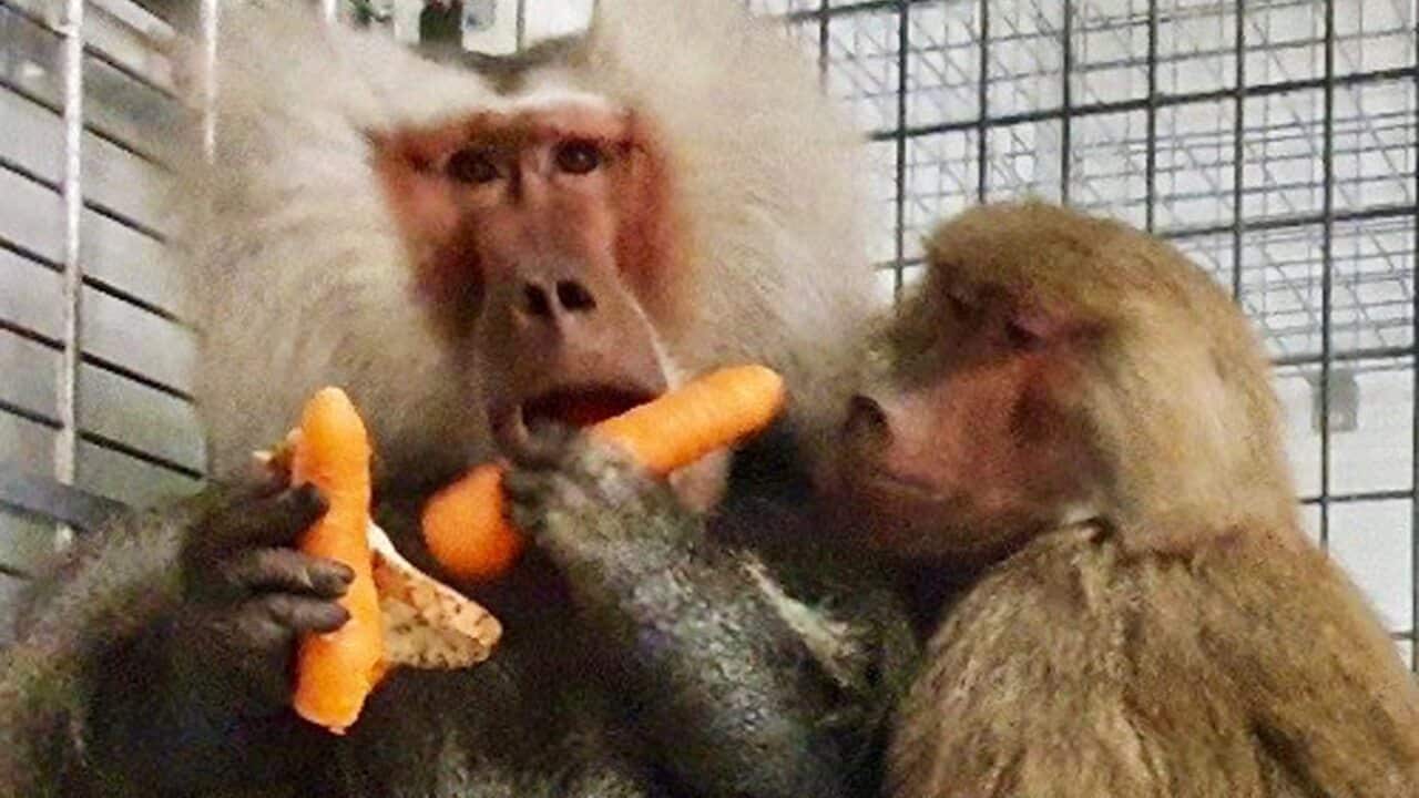 A 15-year-old baboon and his two female companions escaped while being transported to the hospital's animal research facility.