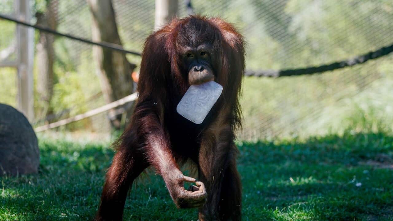 An orangutan with an ice cube at Madrid Zoo, Spain