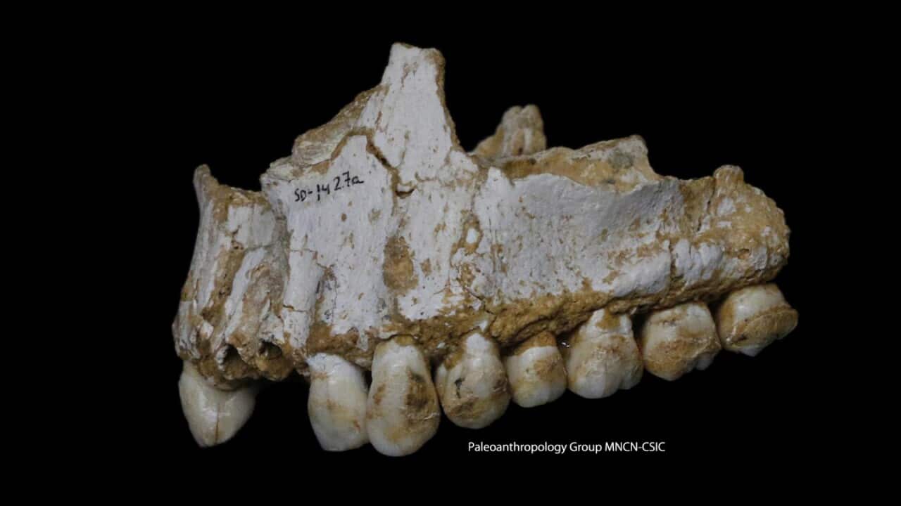 An El Sidron upper jaw