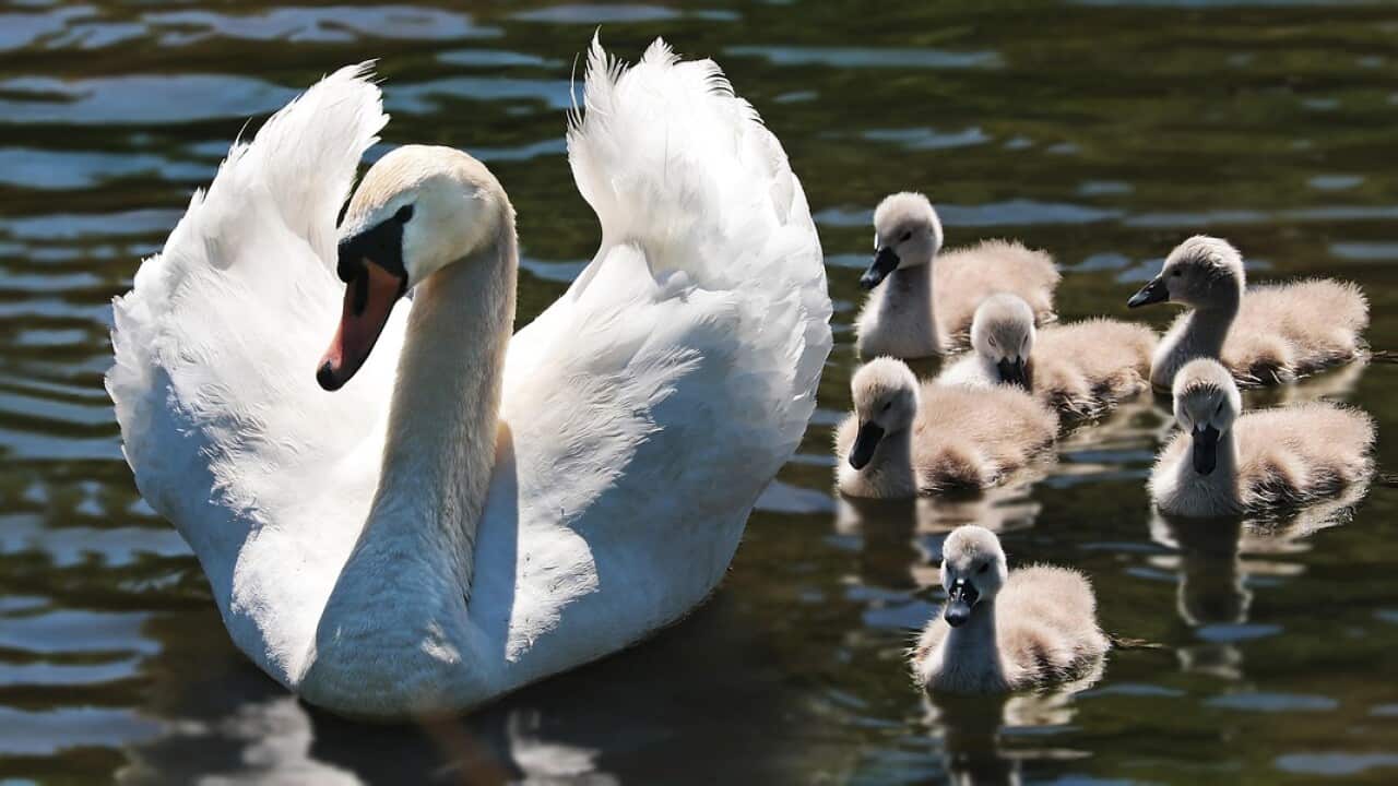 swan-2494925_1280.jpg