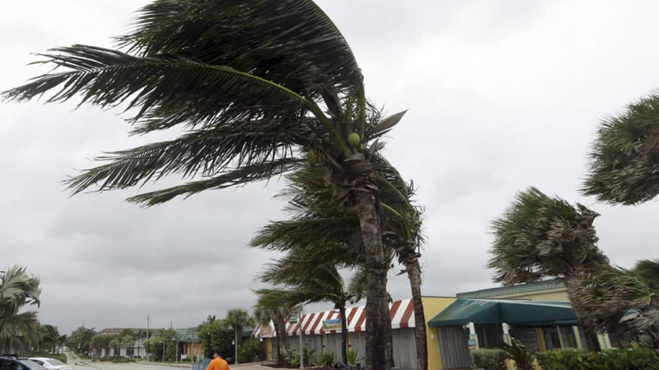 Palm trees sway in high winds in Vero Beach, Florida