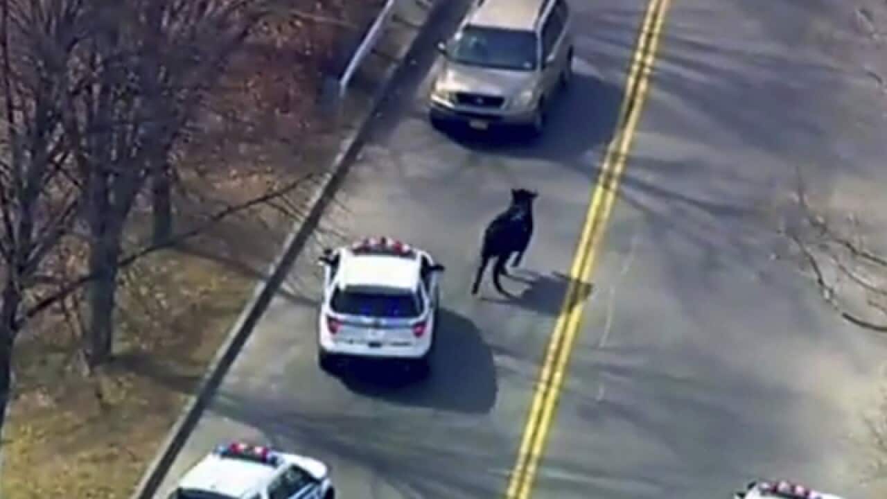 A bull that escaped from a slaughterhouse in New York City