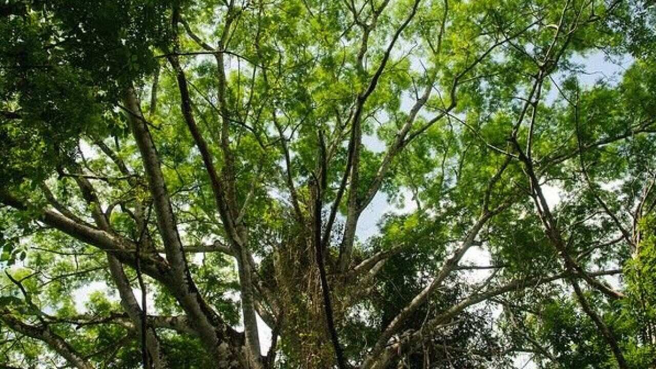 Image by Global Forest Watch.