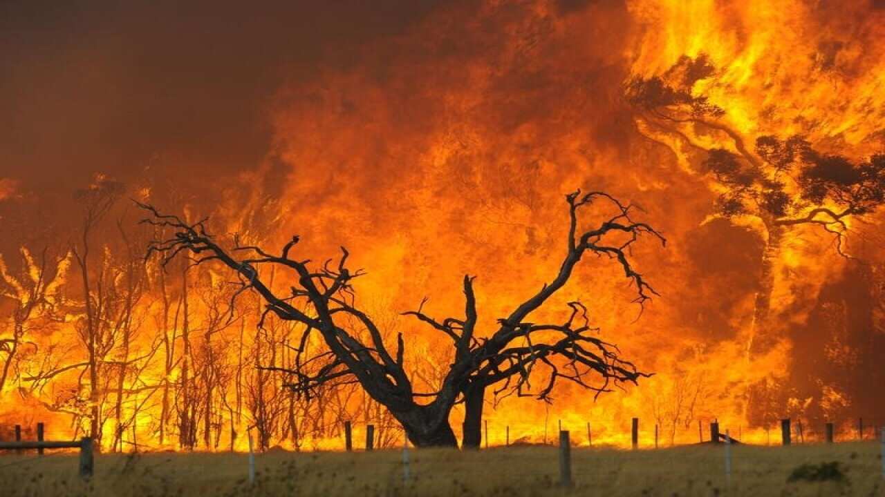 A bushfire burns in the Bunyip State Forest during Black Saturday