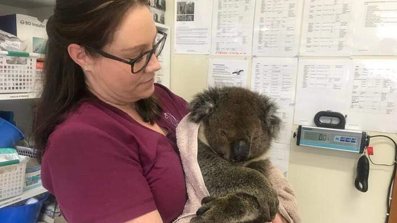 Senior wildlife nurse Natasha May inspects a patient at the Adelaide Koala and Wildlife Hospital.