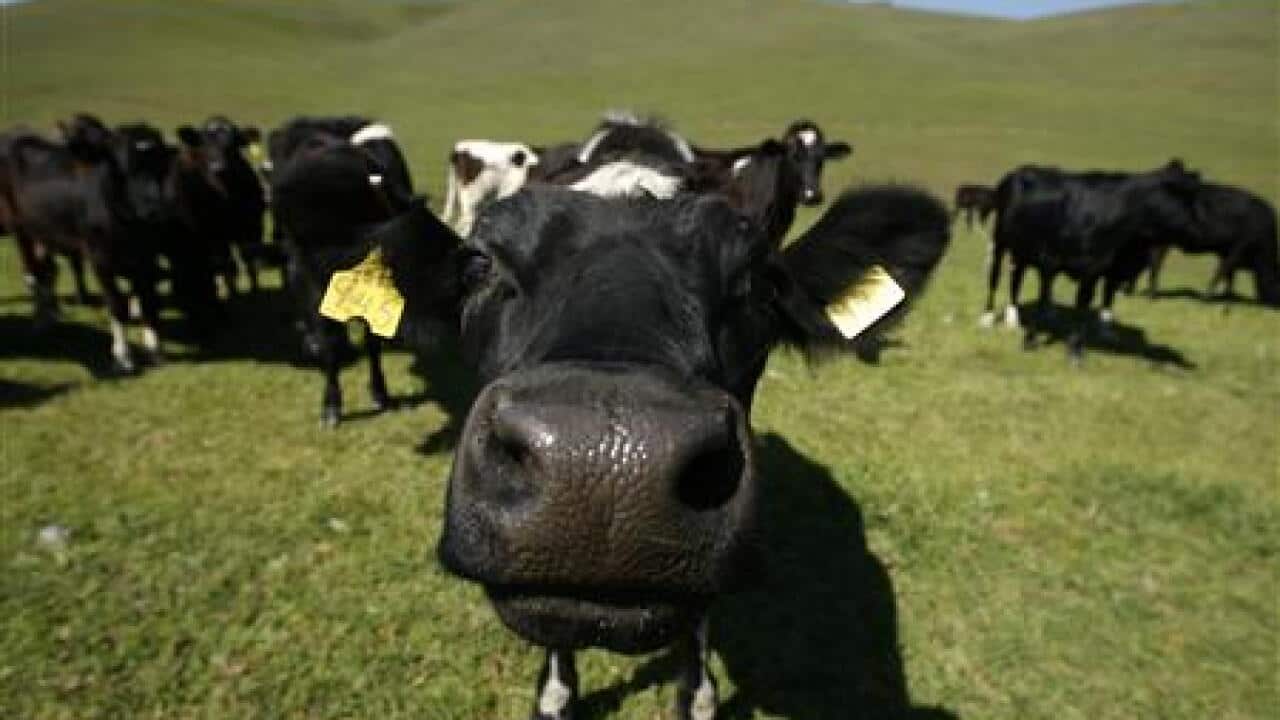 cattle-genes-may-give-clues-about-human--1743002536-large.jpg