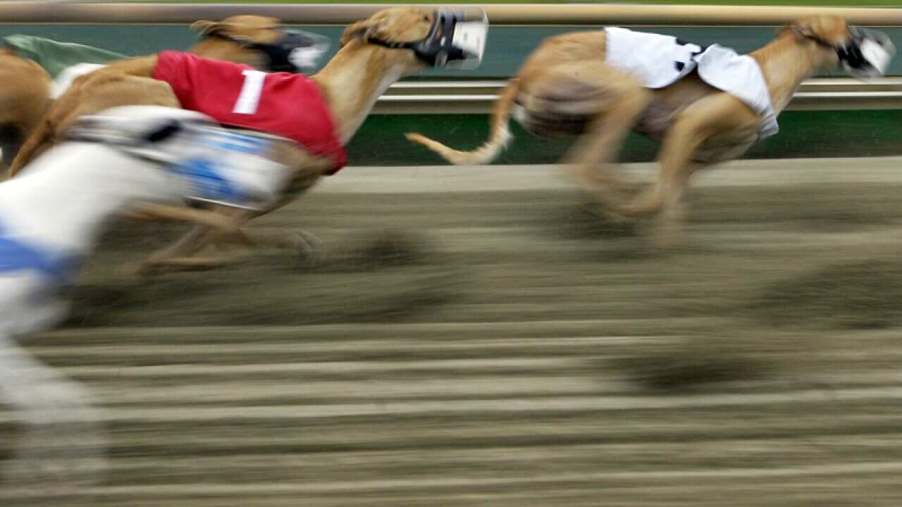 Dogs race at Raynham-Taunton Greyhound Park in Raynham, Mass.