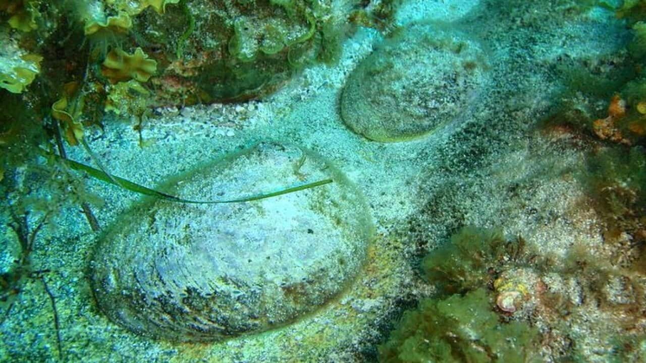 Green lipped abalone Haliotis laevigata at North west bay, Mondrain Island, Western Australia.
