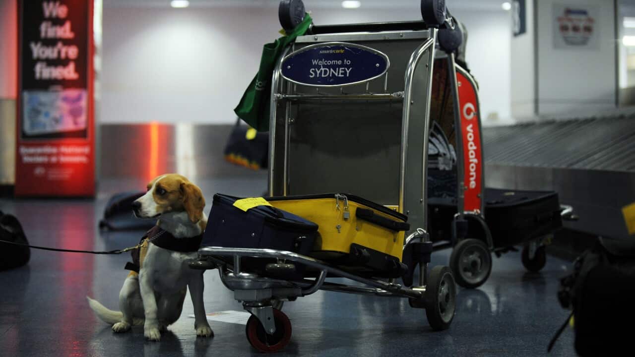 A Quarantine Inspection Service dog sniffs out fruit and other prohibited items at Sydney International Airport
