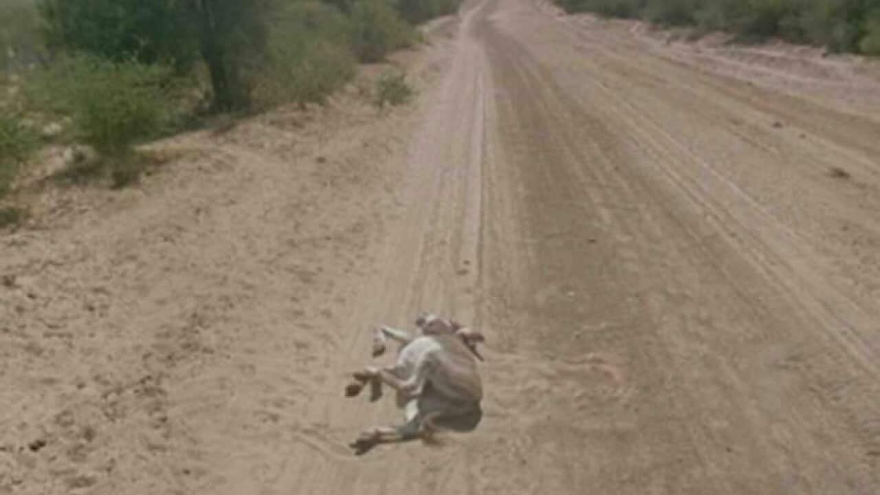 donkey_google_shot_550156752