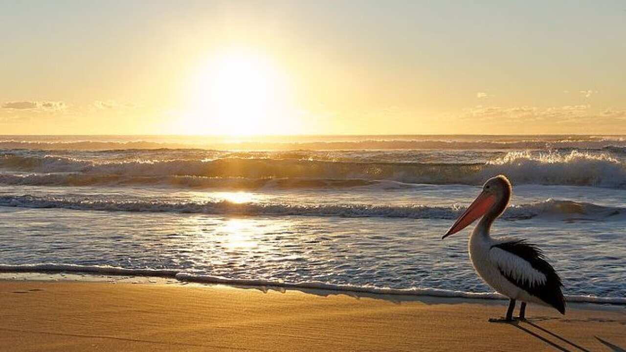 Pelican