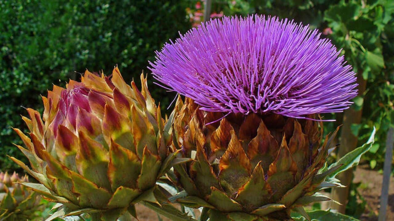 The flower and stem Artichoke