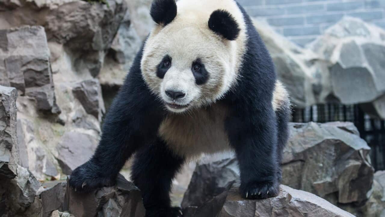 A giant panda at the Hangzhou Zoo