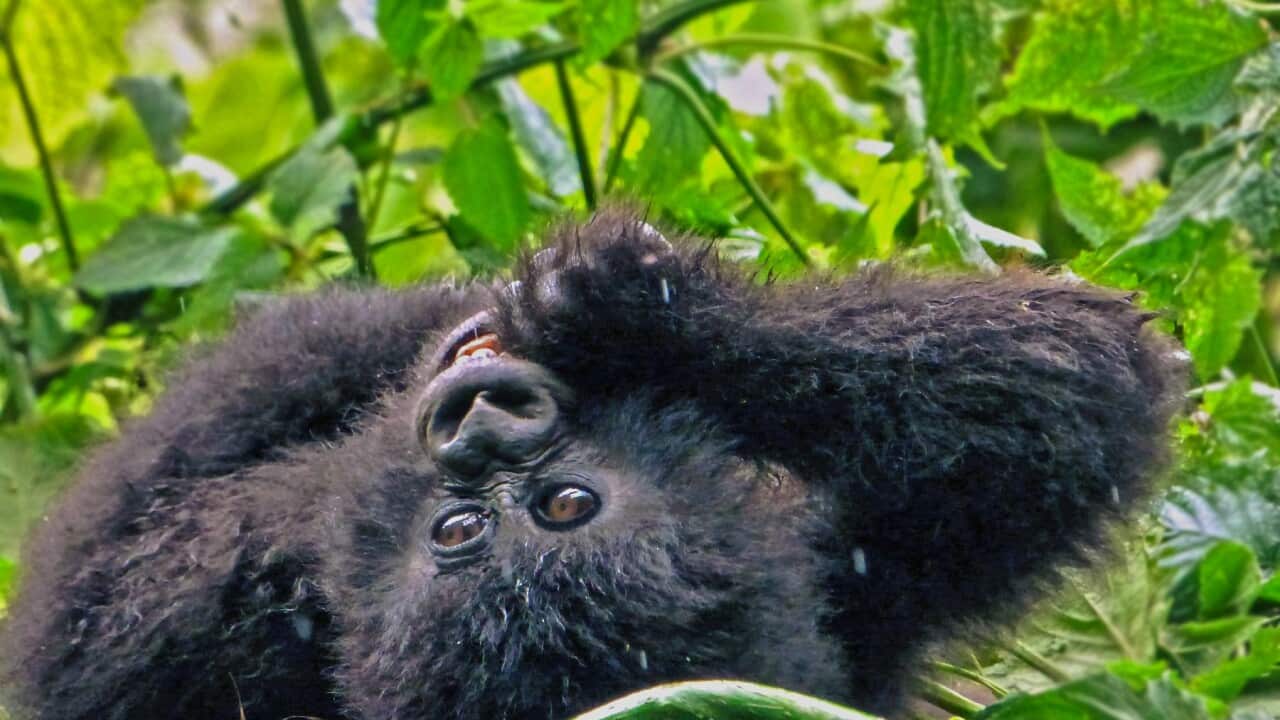 Baby Mountain Gorilla