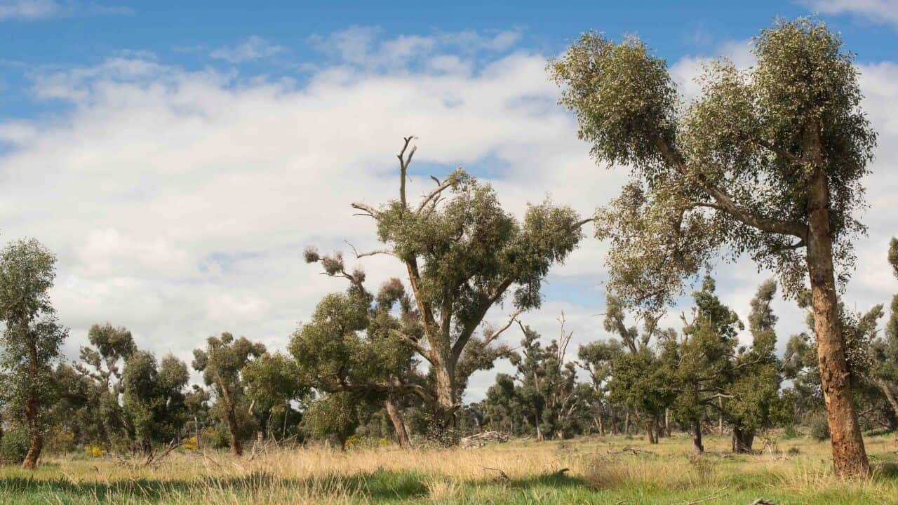 MULWALA NSW TORNADO