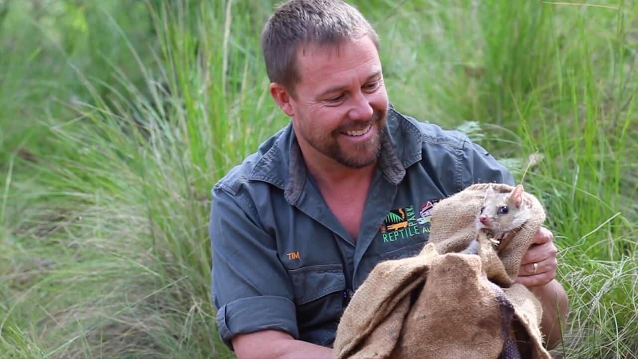 An Aussie Ark ranger holds one of the quolls about to be released into the wildlife sanctuary.