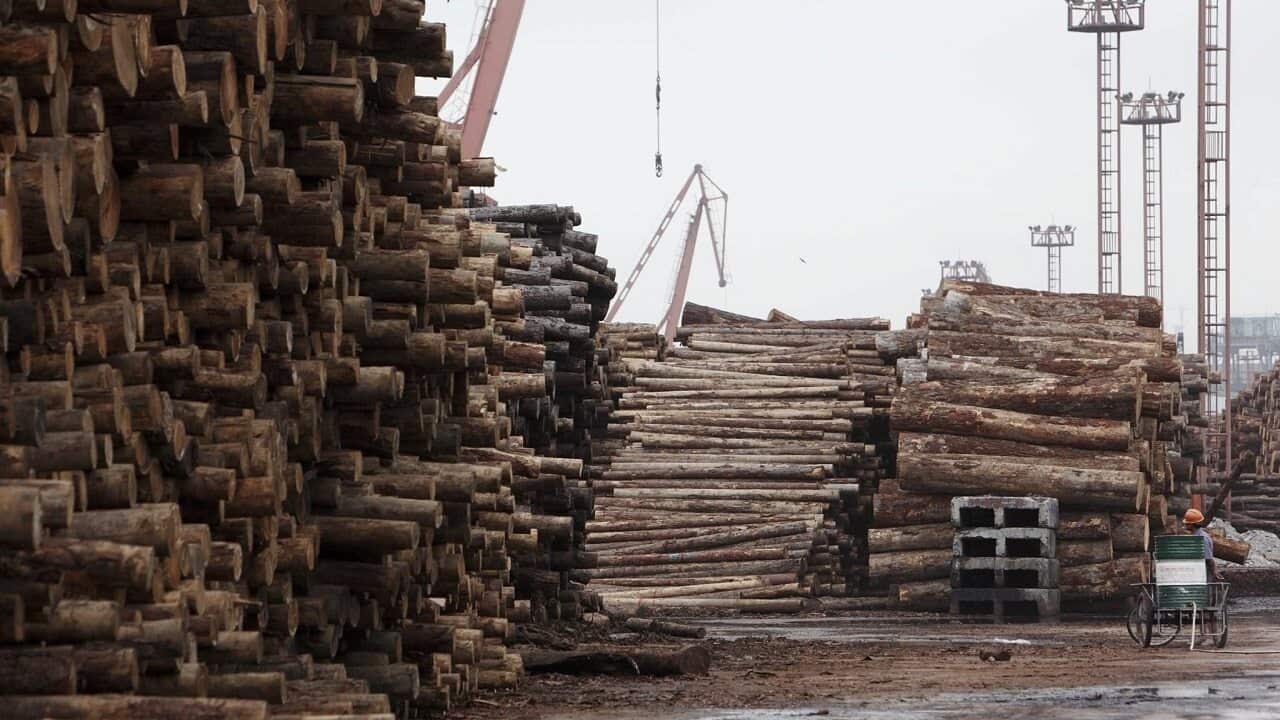 Rolls of imported timber at a dock in Shanghai, China.