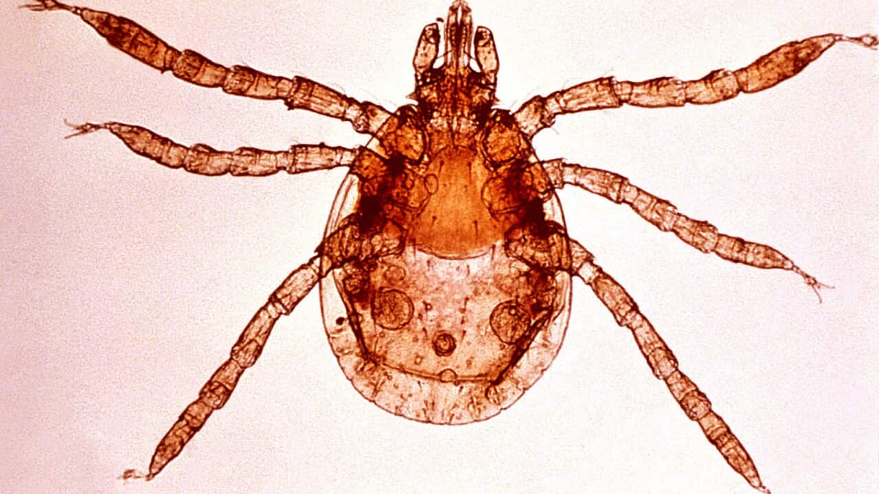 Dermacentor Marginatus