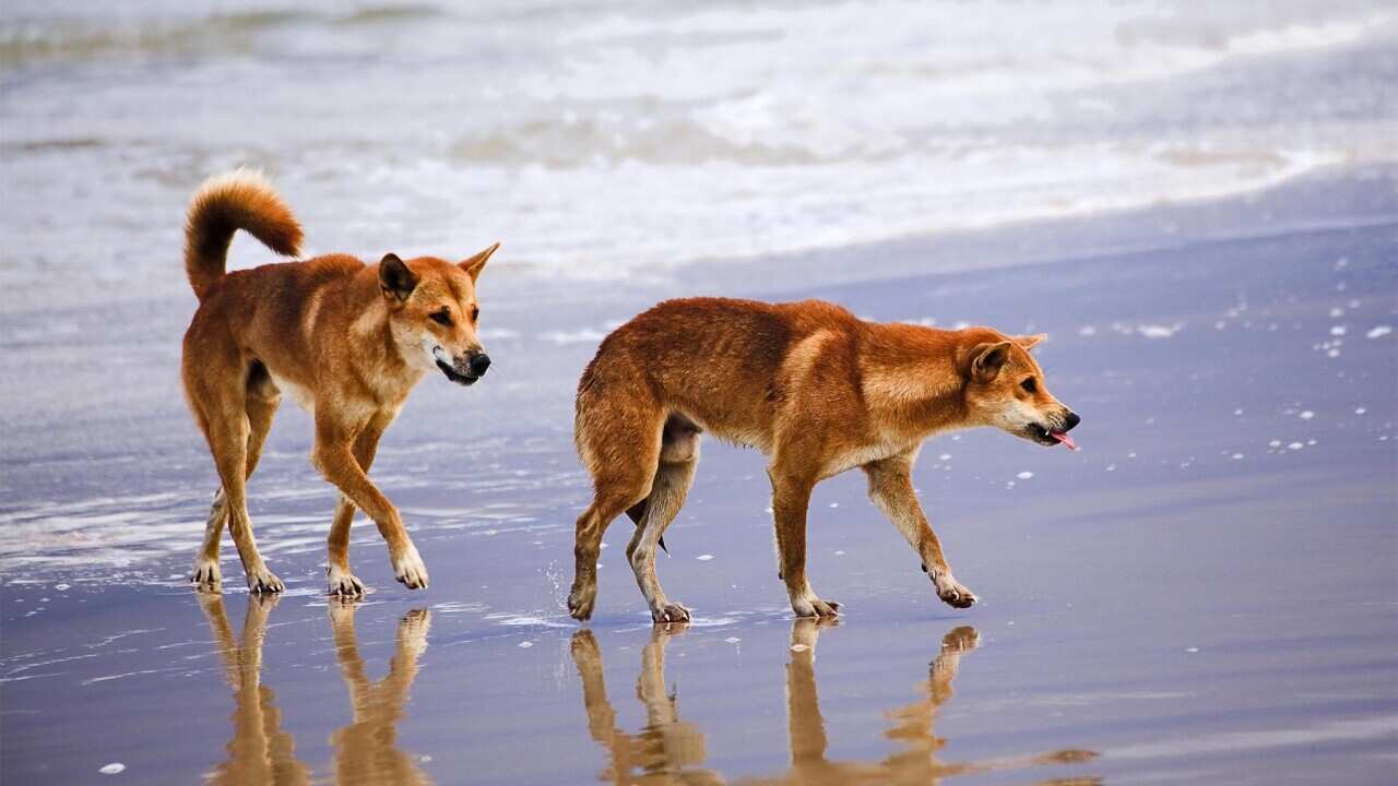 K'GARI FRASER ISLAND DINGOS