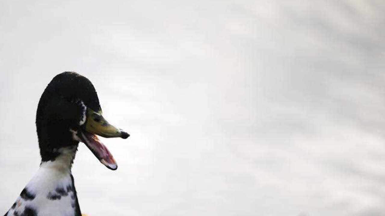 A duck swims in a pond of a public park