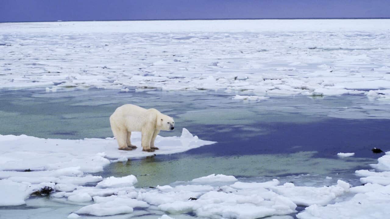 A NASA report last year said the sea ice extent on both poles had reached the lowest levels since data began being collected in 1979.