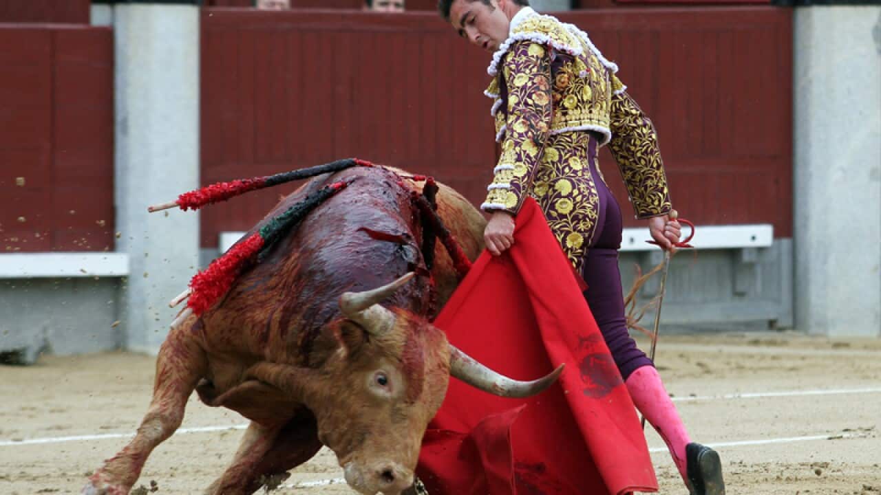 Spanish matador El Fandi performs a pass on a bull