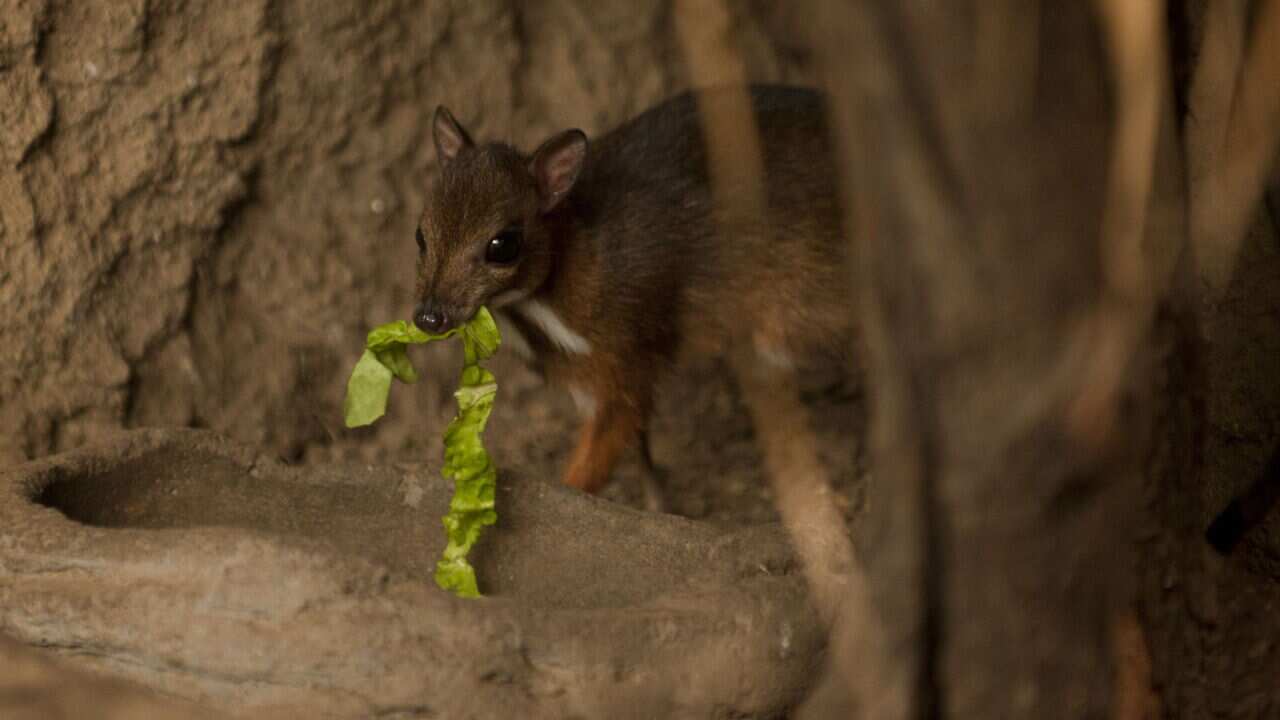 deer_aap.jpg