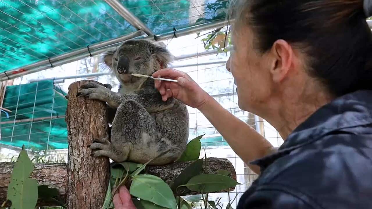 Helping endangered koalas