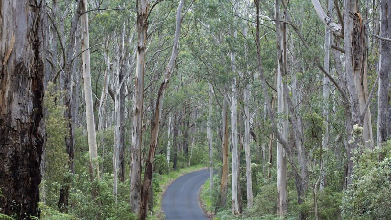 Road in Wet Sclerophyll Forest - a road cuts through