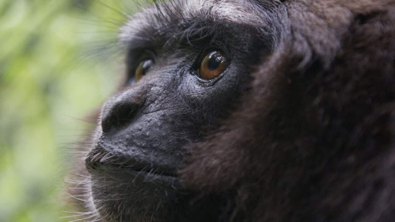 gibbon_monkey_120924_getty_199202506