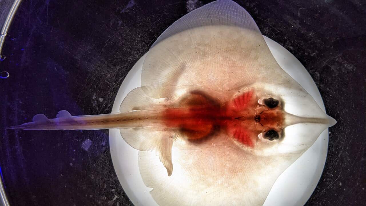 MAUGEAN SKATE