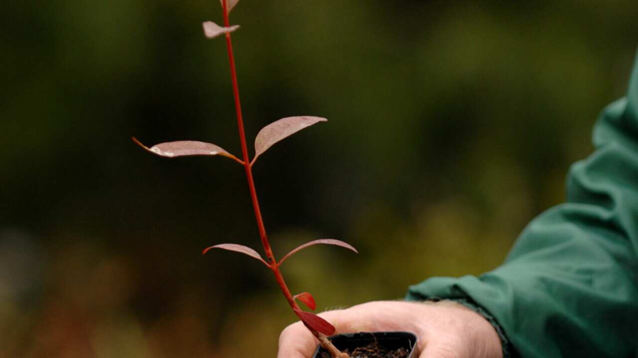 Stock photographs of tube-stock seedlings