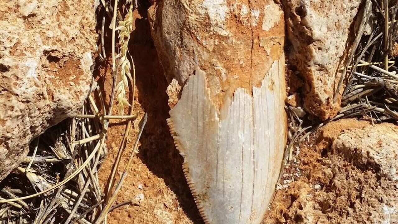 A supplied image of a fossilised megalodon tooth.
