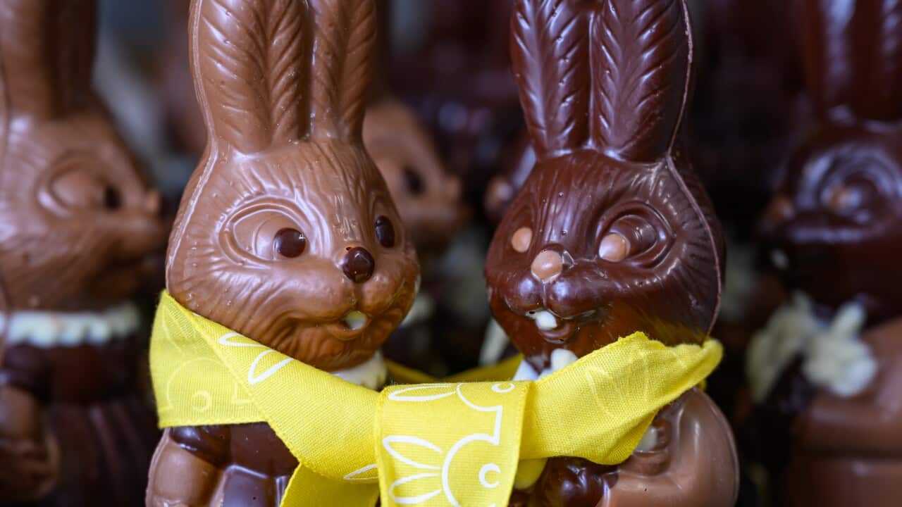 Two chocolate bunnies wrapped in a yellow scarf