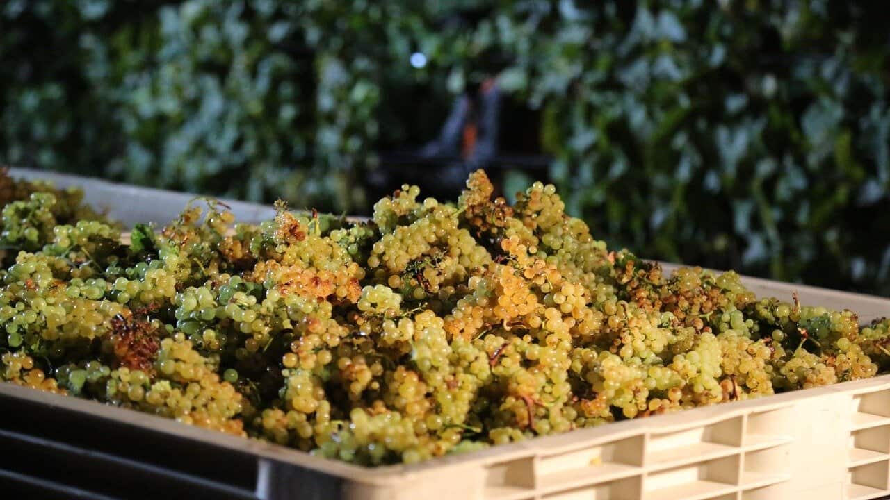 Un vino tra più costosi al mondo: il Montrachet