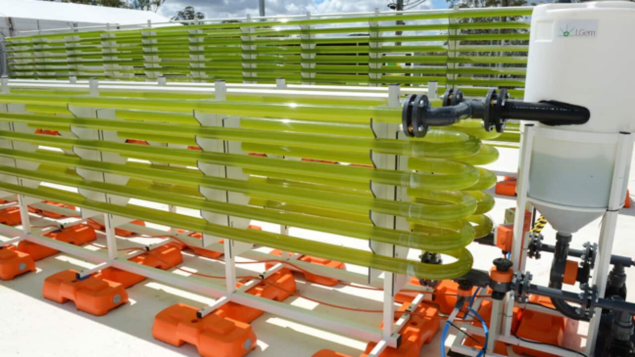 algal_biofuel_plant_130409_aap_l_996735215
