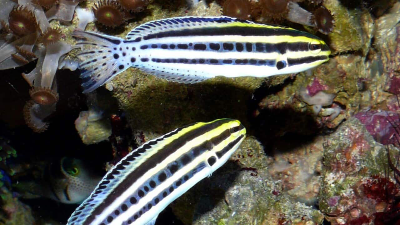 Maiacanthus grammistes oder der Dreistreifen-Säbelzahnschleimfisch