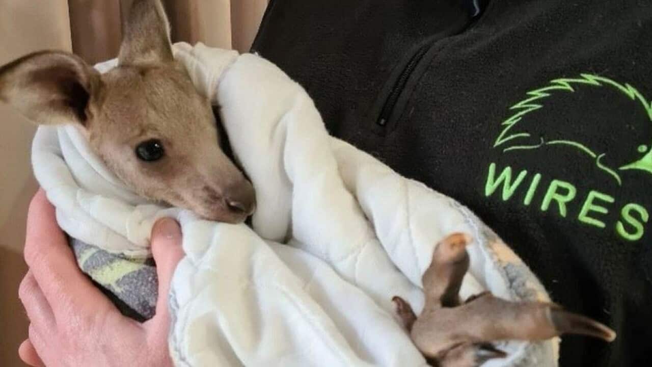 Wildlife rescuers are caring for the only survivor of the weekend attacks, a 6-month-old joey they named Hope.
