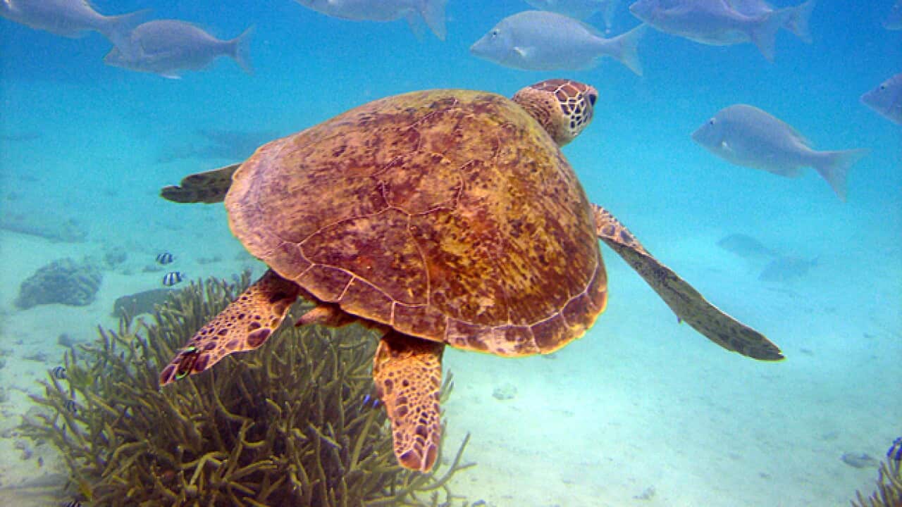 green_turtle_qld_L_111010_aap_1241287947