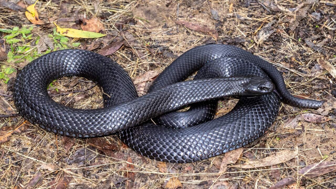 A blue-bellied black snake curled up on the grass.