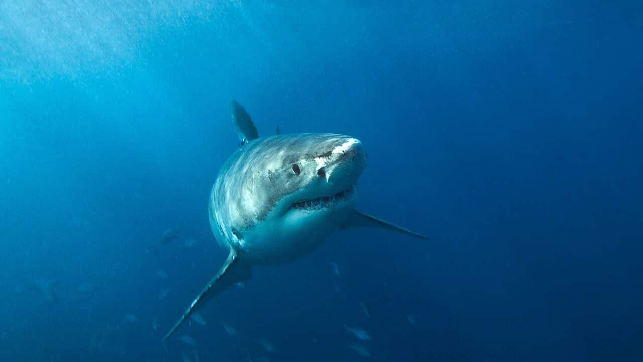 A shark in Australian waters.