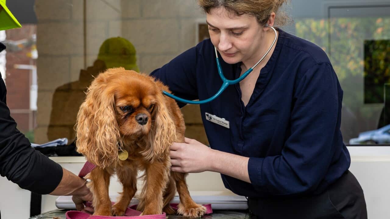 Dog at vet