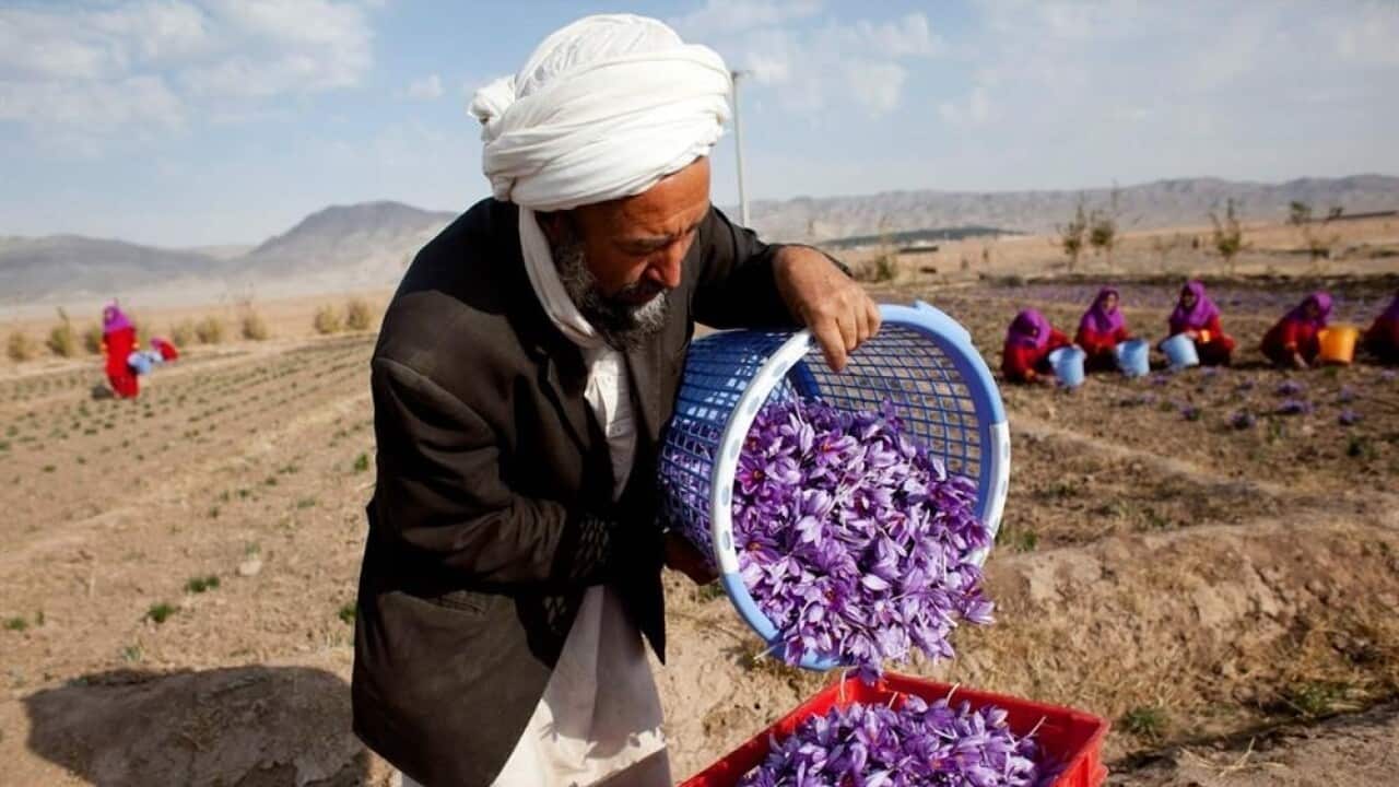 Saffron crop in Afghanistan