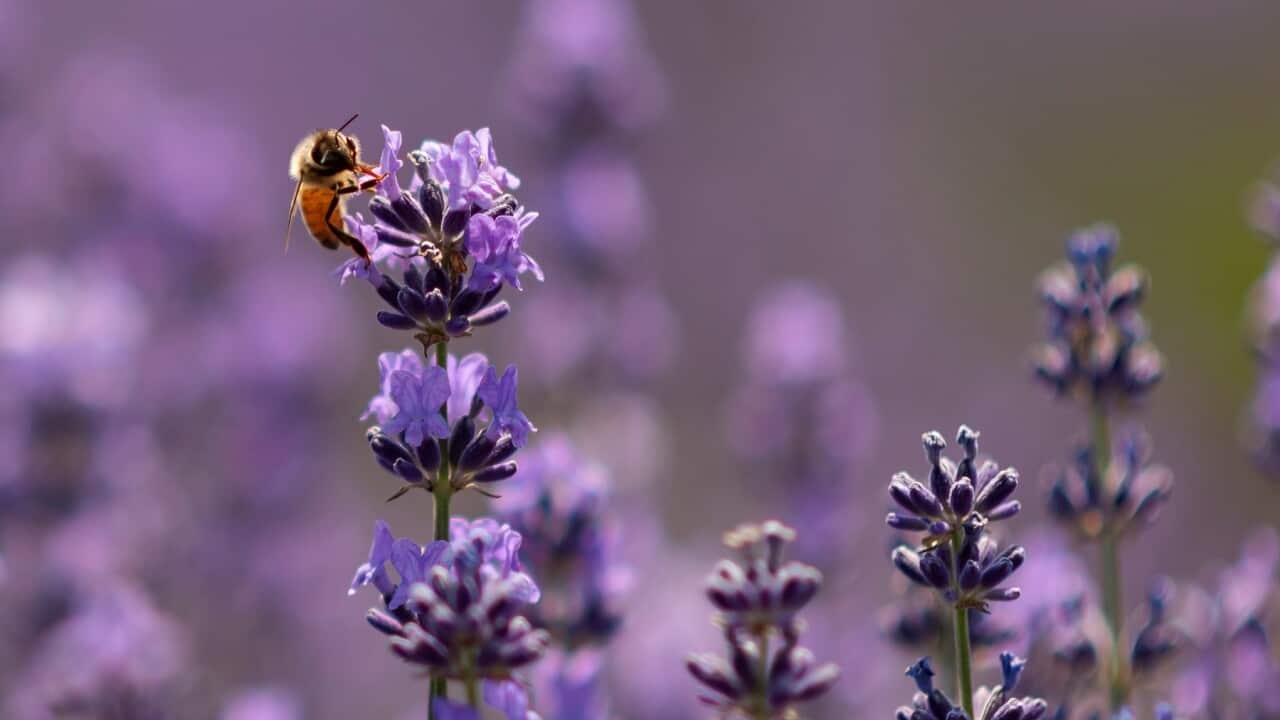 Lavender farm in Bijbehara, India - 21 Jun 2023