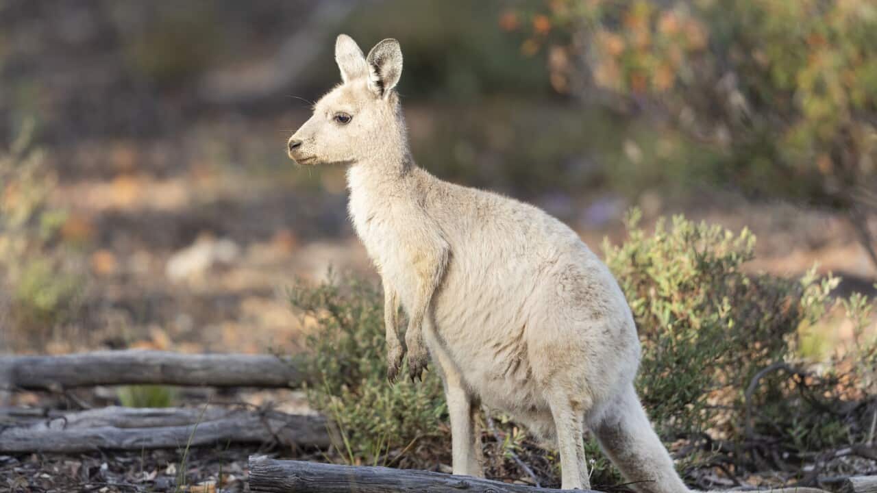 Rare white kangaroo