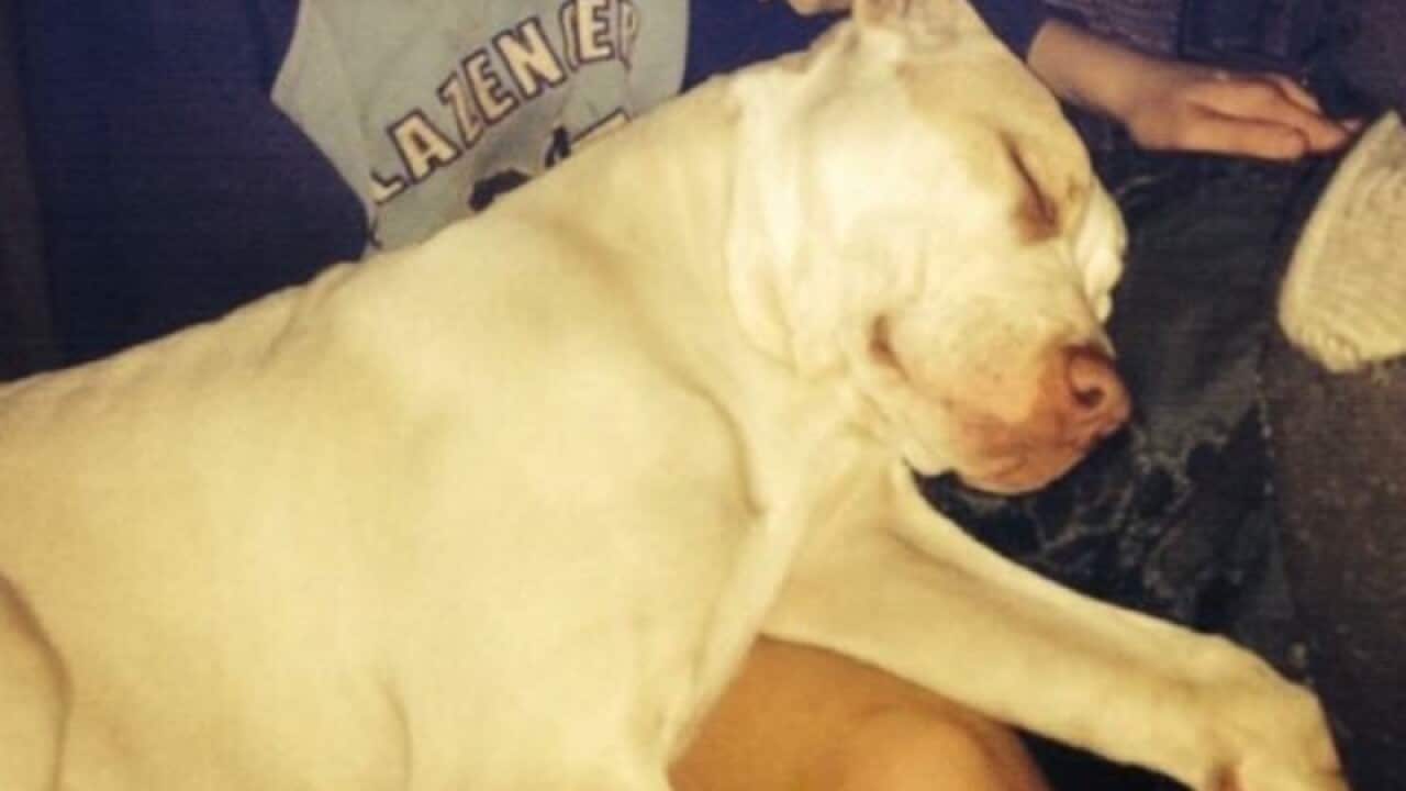 Buddy, a Pit Bull cross which bit a nine-year-old boy and his mother