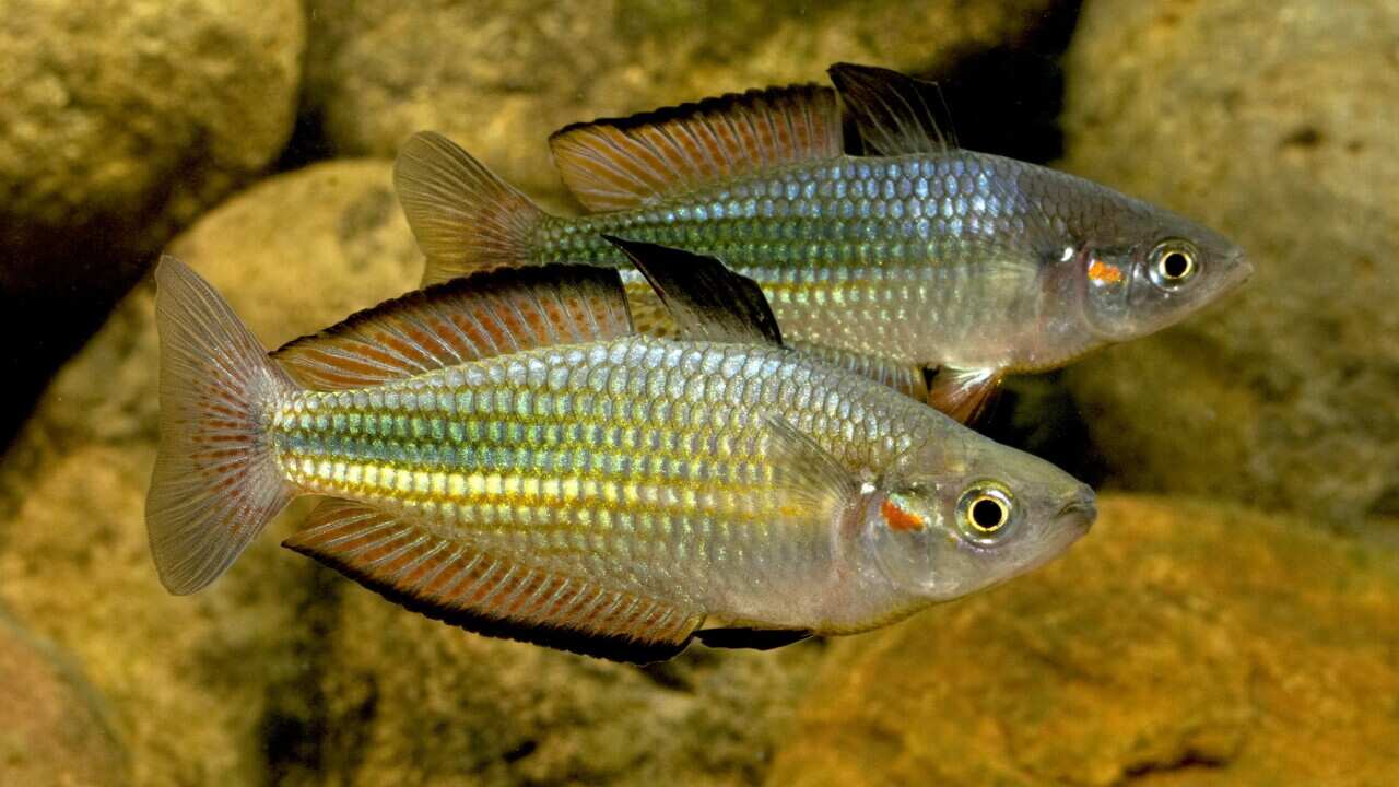 Pez arcoiris
