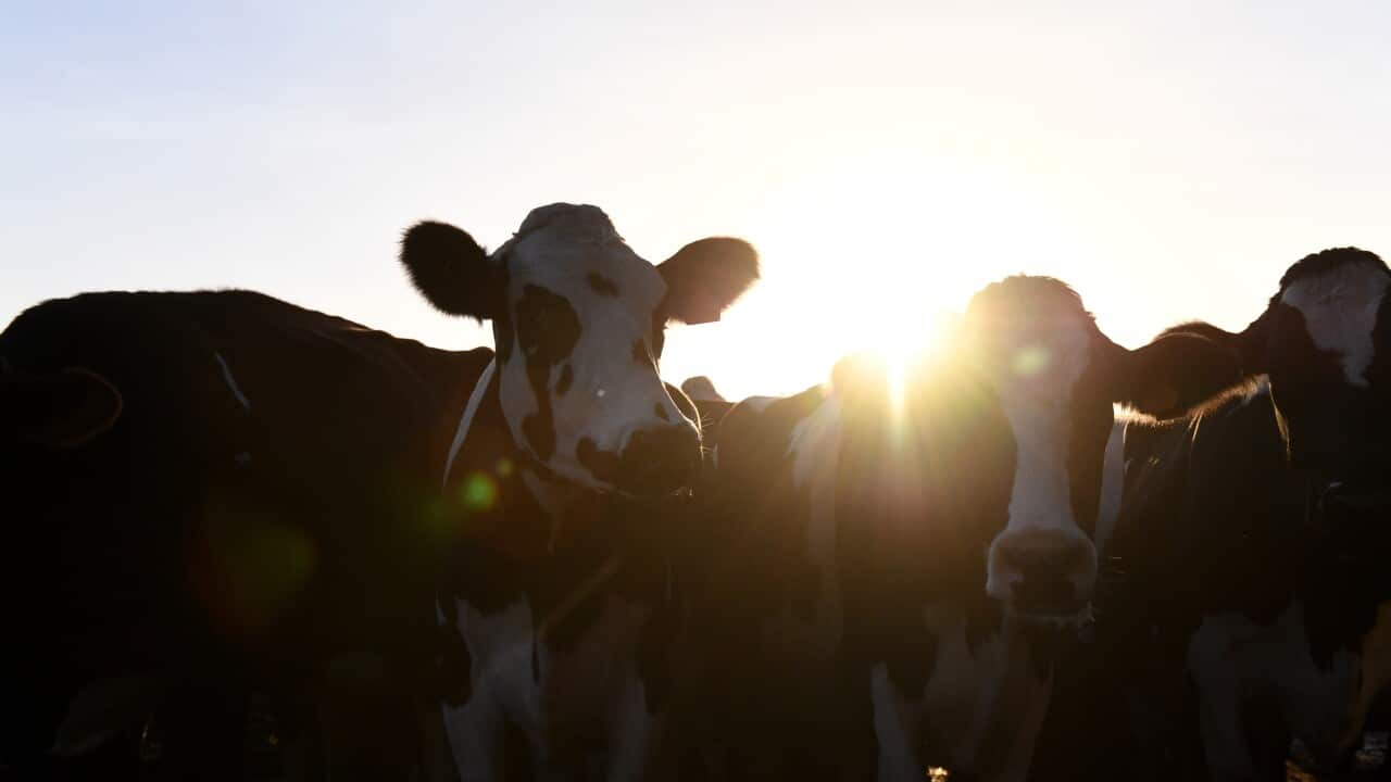 MURRAY GOULBURN CLOSURE