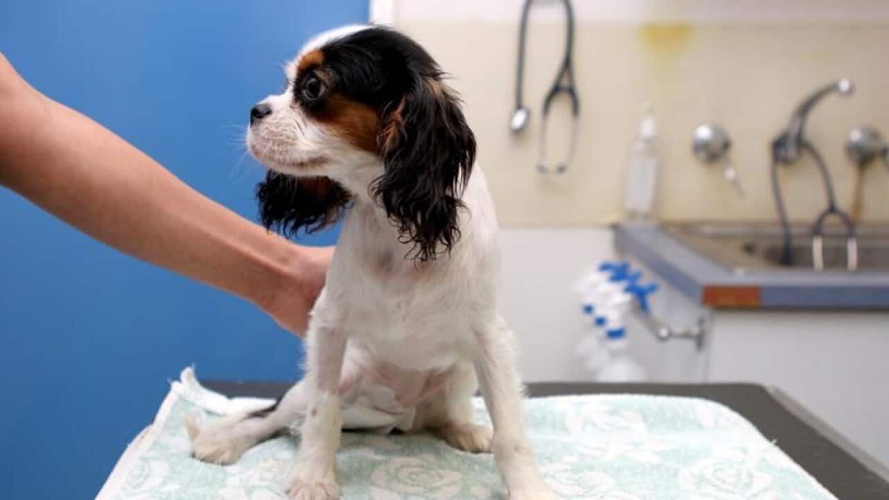 A seriously ill puppy who has been saved by a vet.