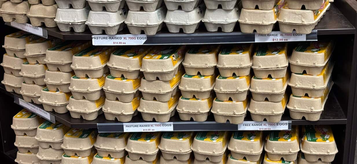 'Free-range' eggs could face existential threat amid bird flu warning